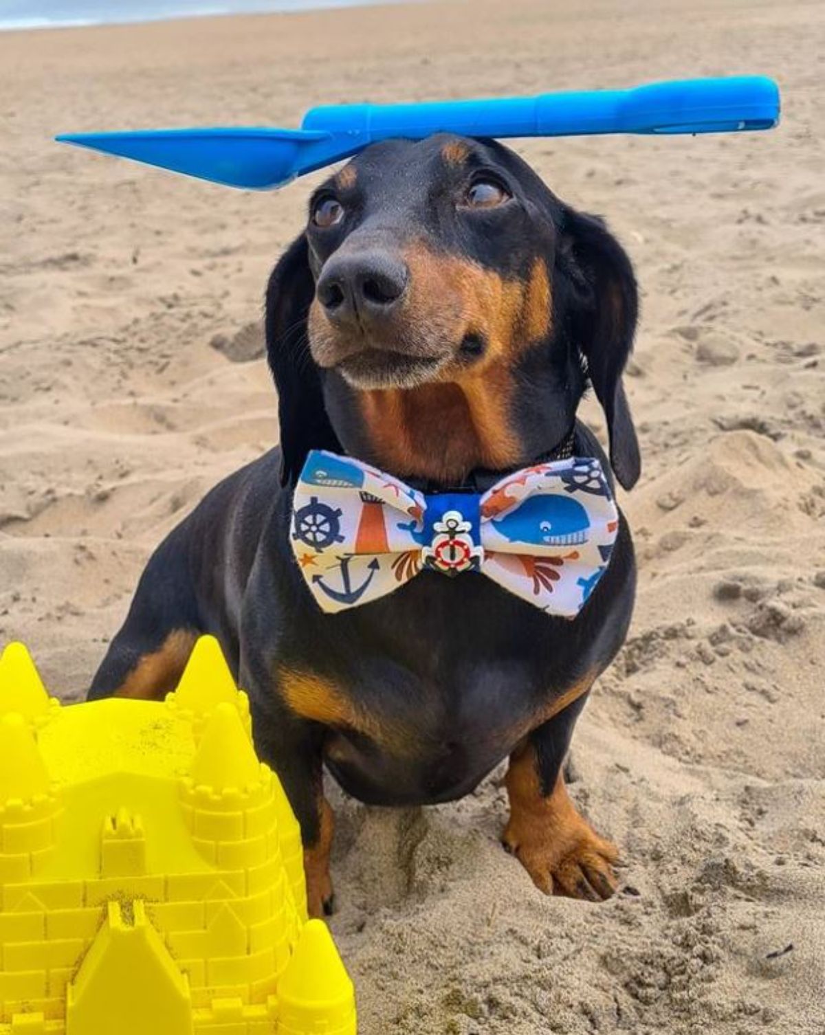 black and brown dachshund standing on the beach with a blue plastic spade on the head and wearing a sea themed bowtie