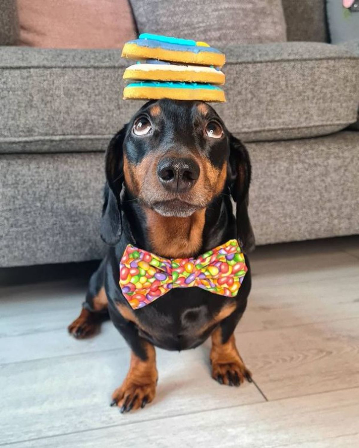 black and brown dachshund standing with 3 cookies on the head wearing a colourful bowtie