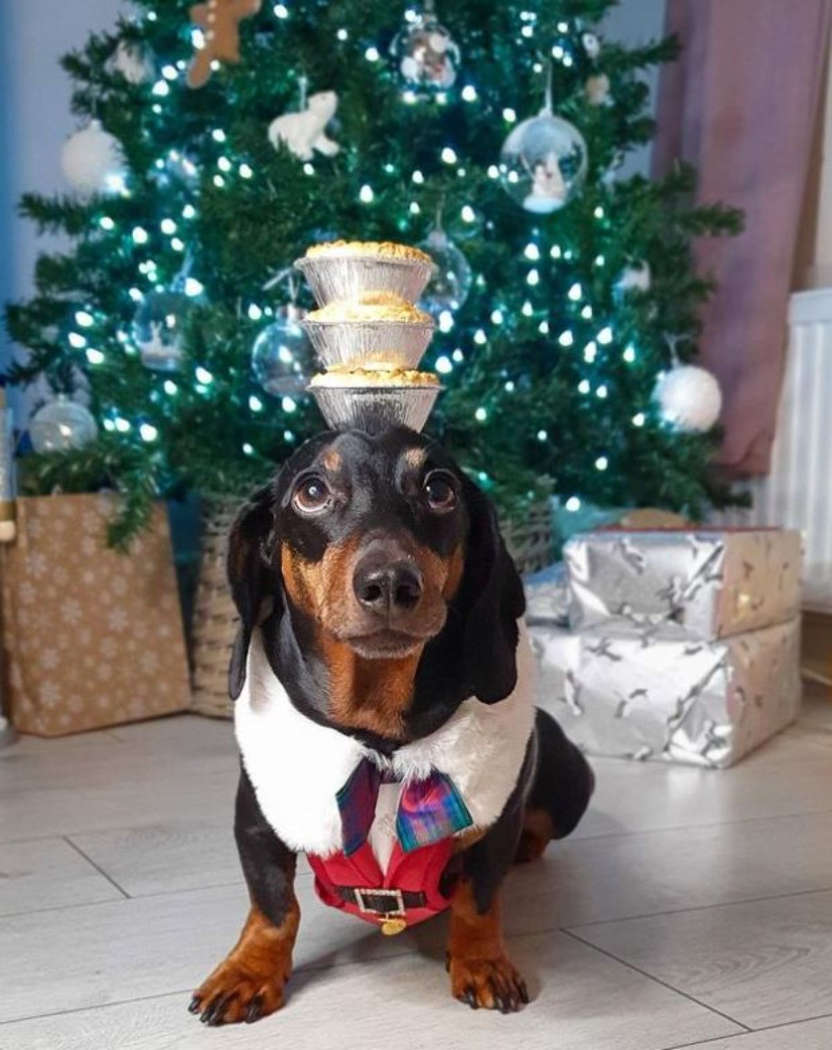 black and brown dachshund standing with 3 cupcakes on the head and the dog is wearing a red and white santa outfit