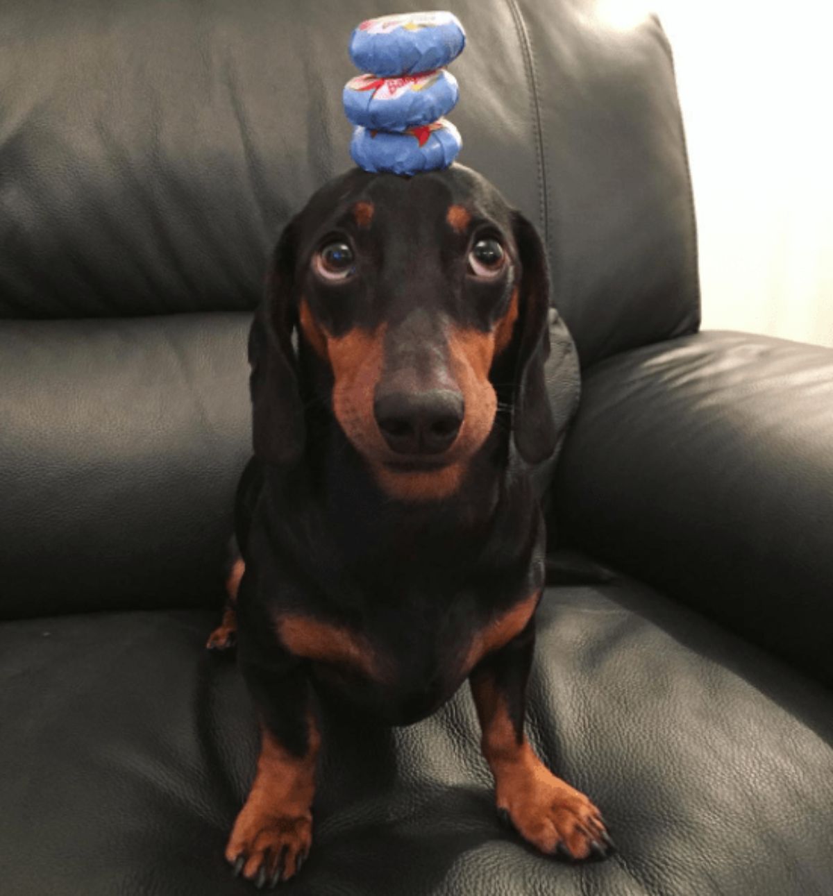 black and brown dachshund standing with 3 little packets on the head