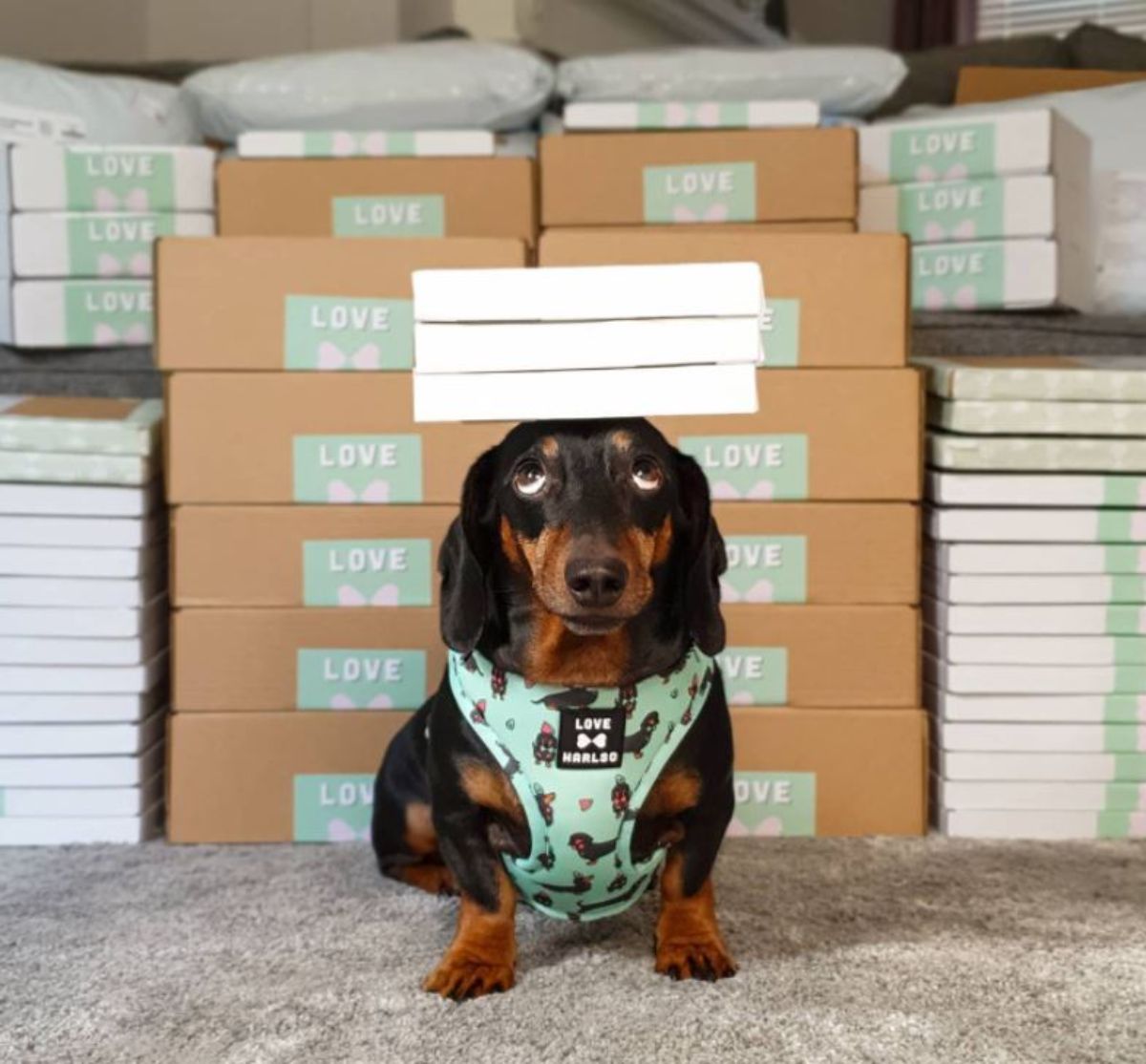 black and brown dachshund standing with 3 rectangluar white boxes on the head and wearing a green harness with black and brown dachshunds on it
