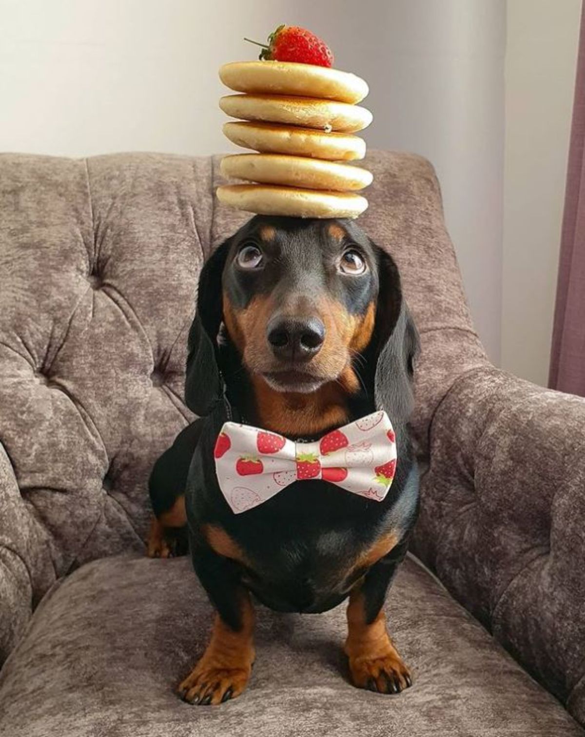 black and brown dachshund standing with 5 pancakes and a strawberry on top and wearing a red and white strawberry themed bowtie