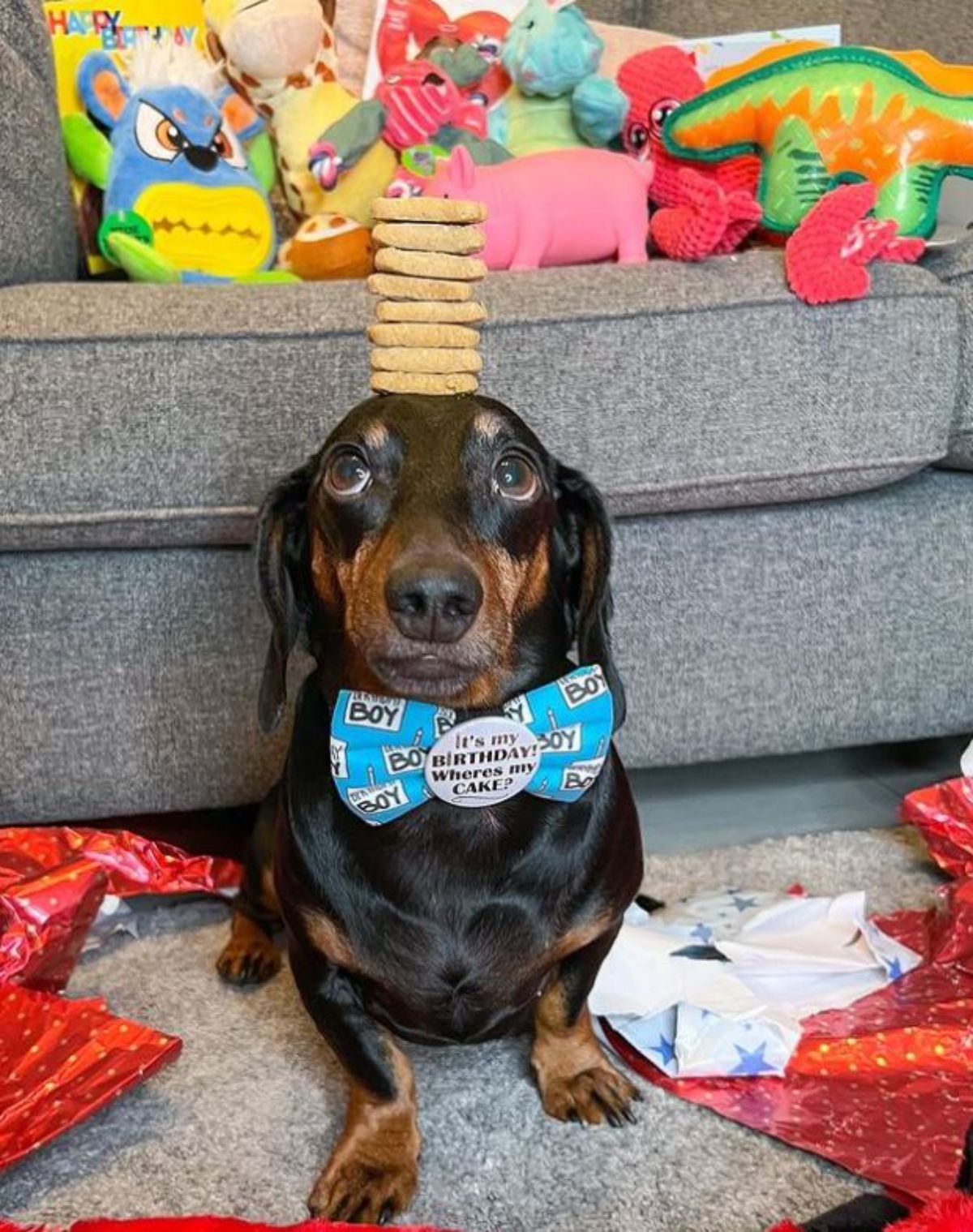 black and brown dachshund standing with 8 brown treats on the head and surrounded by stuffed toys