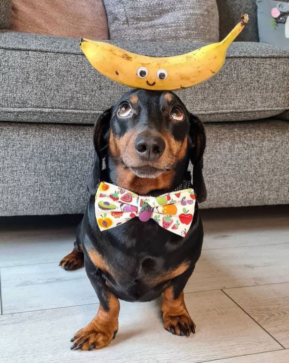 black and brown dachshund standing with a banana with 2 googly eyes and a small smile drawn on and wearing a fruit themed bowtie