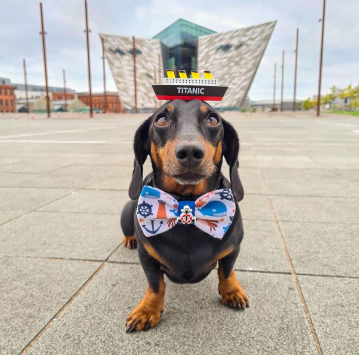 black and brown dachshund standing with a black white red and yellow titanic ship and wearing a ship themed bowtie