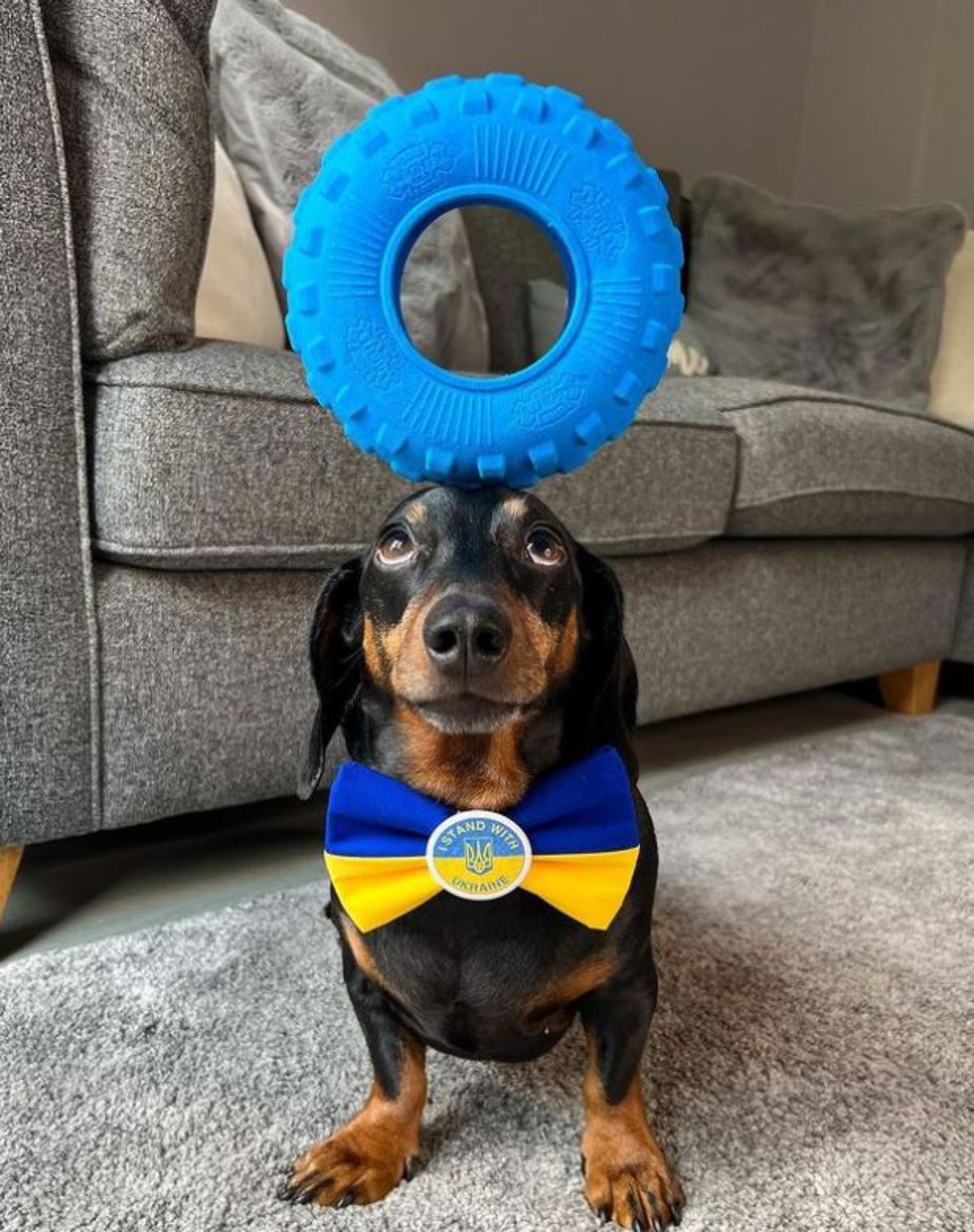 black and brown dachshund standing with a blue wheel balancing on the head and the dog is wearing a blue and yellow ukraine bowtie