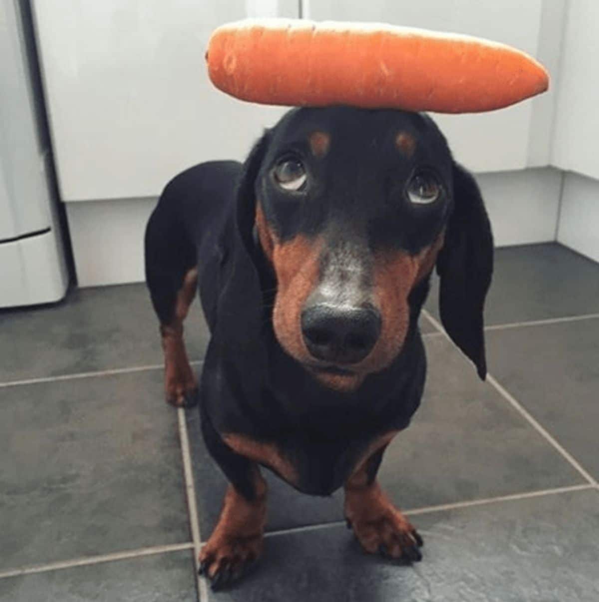 black and brown dachshund standing with a carrot on the head
