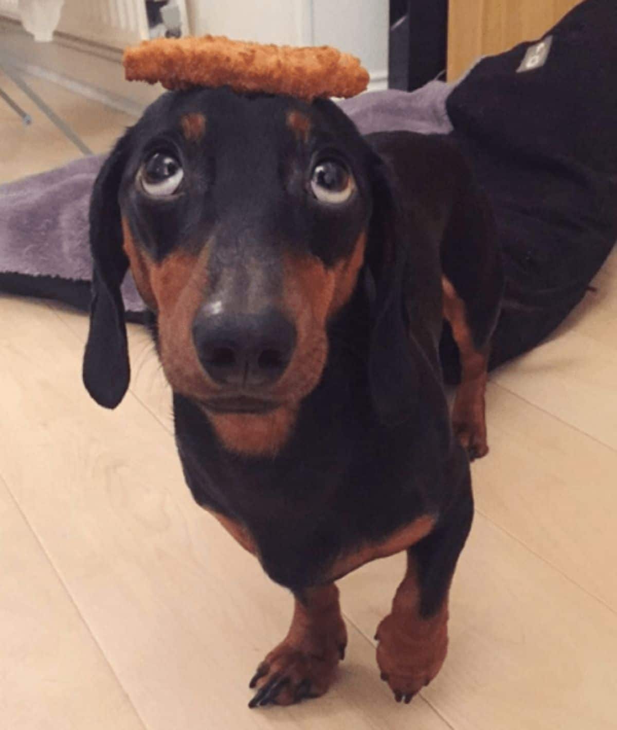 black and brown dachshund standing with a chicken nugget on the head