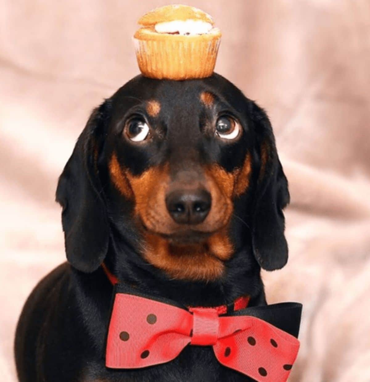 black and brown dachshund standing with a cupcake on the head and wearing a red and black bowtie