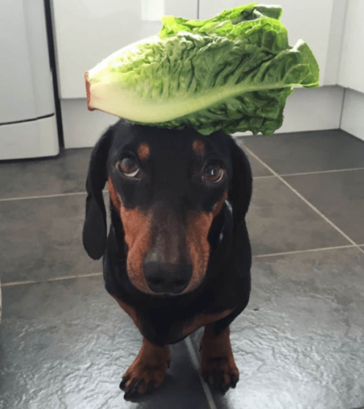 black and brown dachshund standing with a head of lettuce on the head