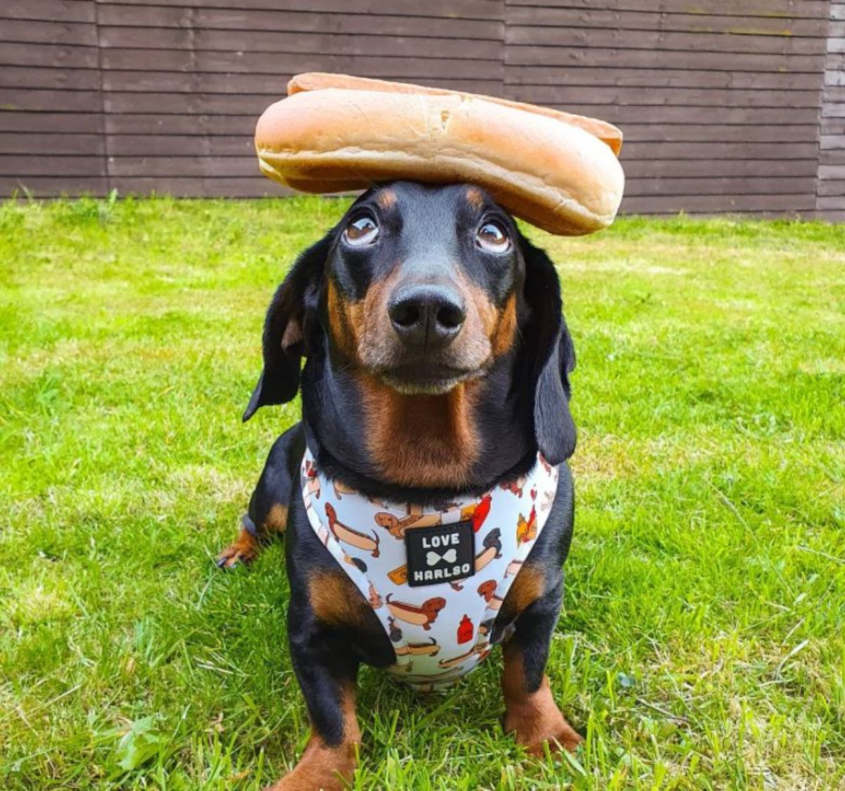 black and brown dachshund standing with a hotdog on the head and wearing a blue harness with a dachshund in a hotdog costume on the harness