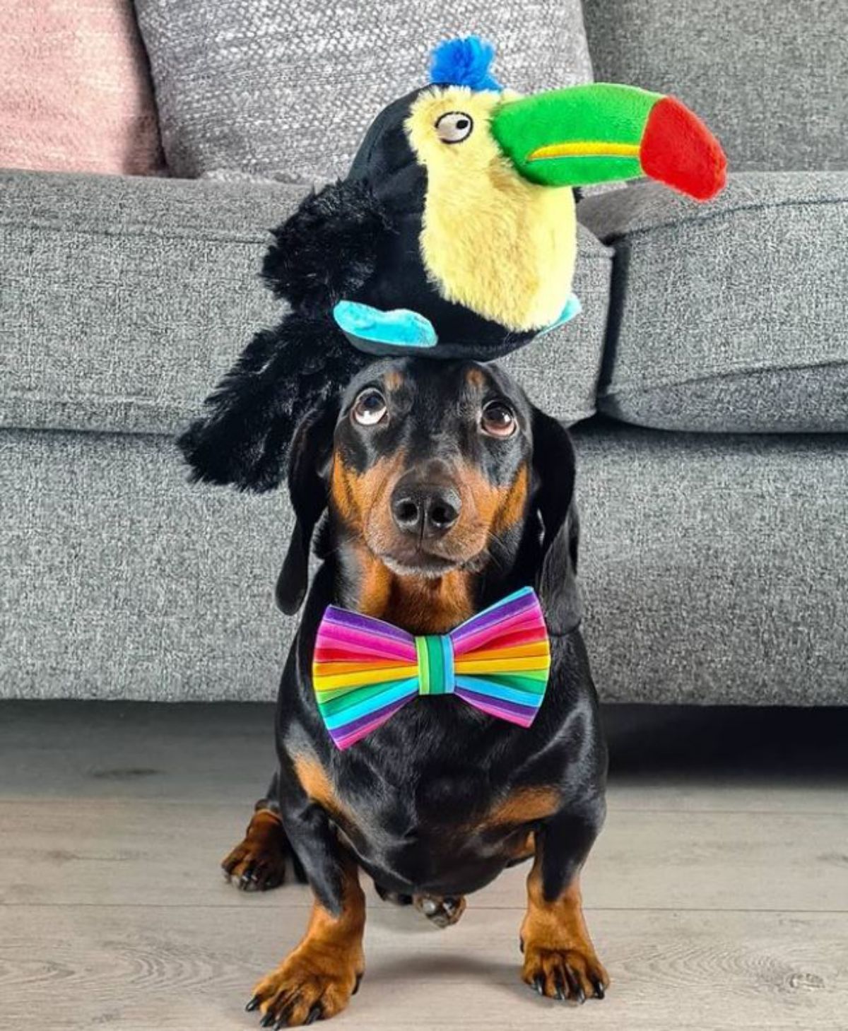 black and brown dachshund standing with a large stuffed toucan toy and the dog is wearing a multicoloured bowtie