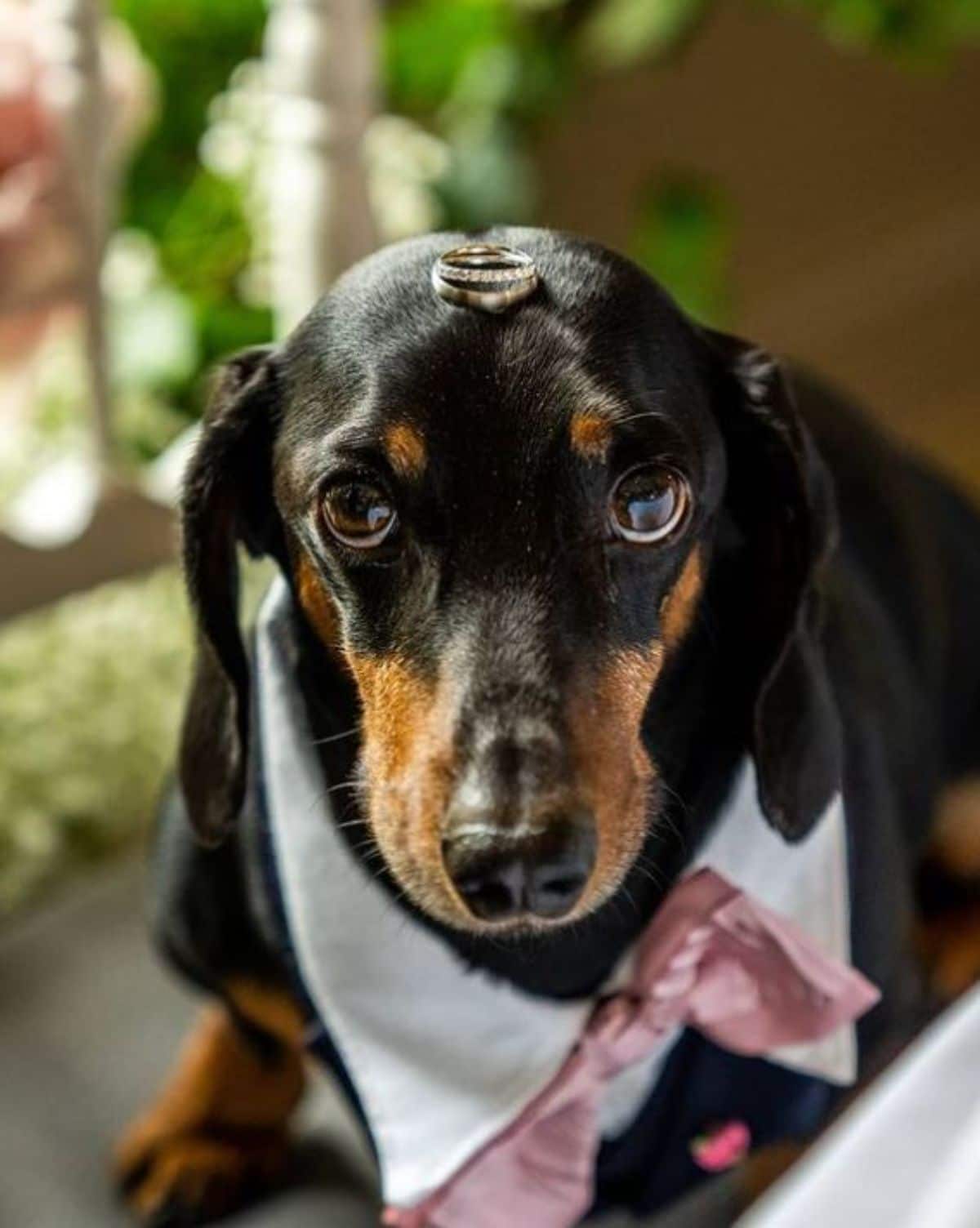black and brown dachshund standing with a platinum and diamond ring on the head and dressed in a black white and pink suit