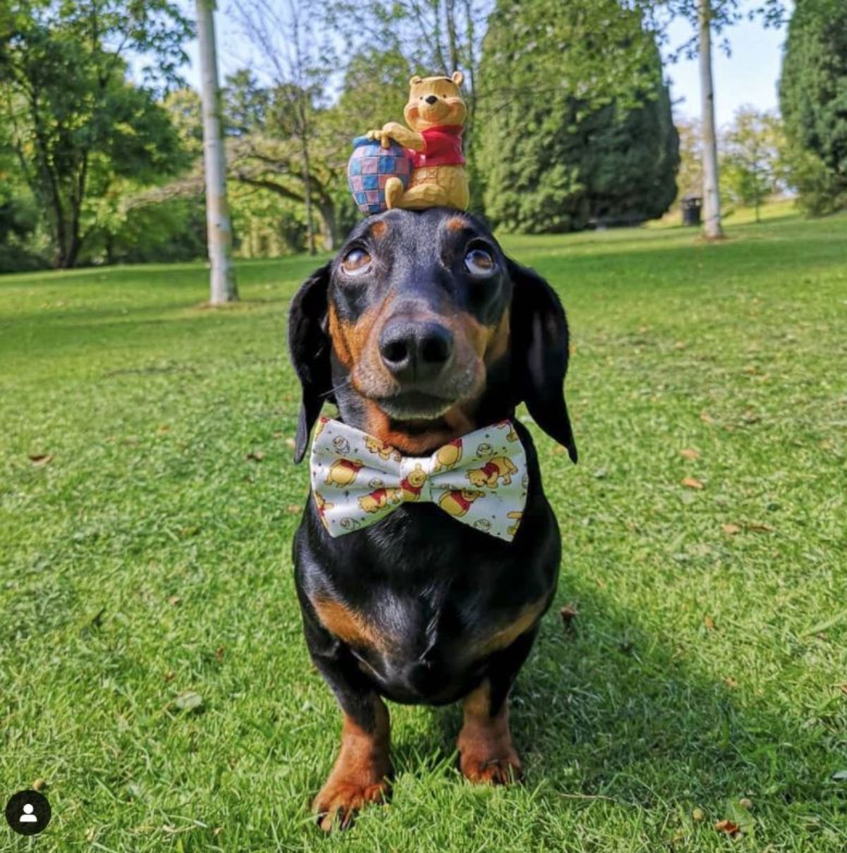 black and brown dachshund standing with a pooh toy on the head and wearing pooh themed bowtie