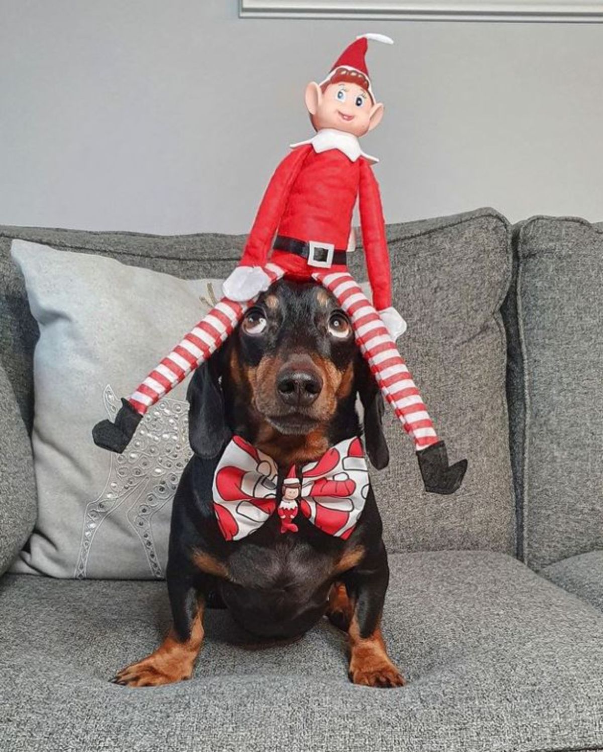 black and brown dachshund standing with a red and white elf toy on the head and the dog is wearing a red and white bowtie