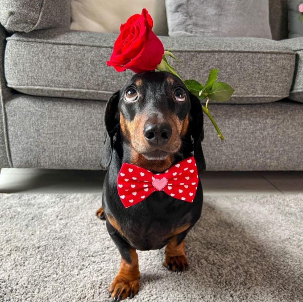 black and brown dachshund standing with a red rose on the head and the dog is wearing a red and white heart patterned bowtie