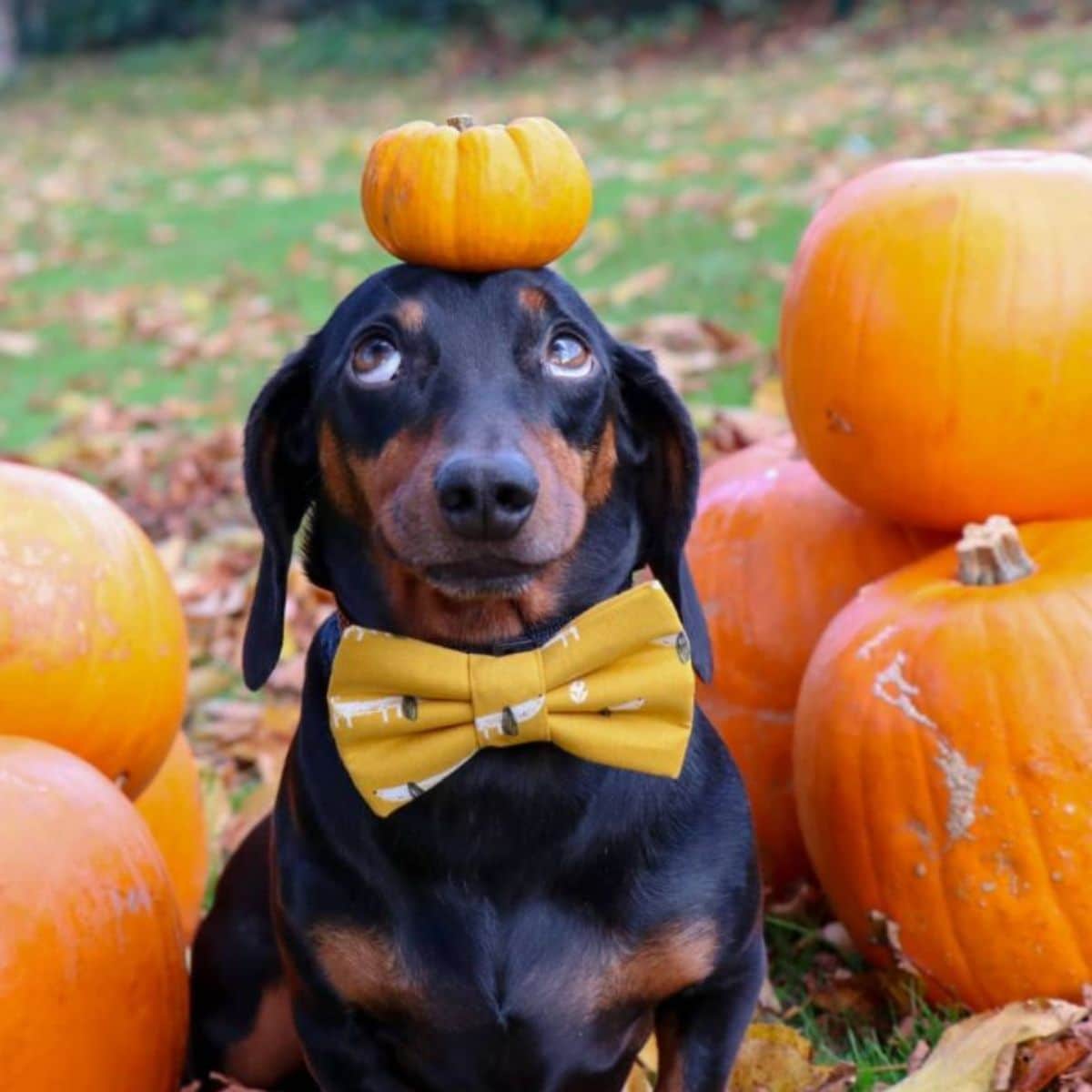 black and brown dachshund standing with a small pumpkin on the head amid a bunch of large pumpkins and the dog is wearing a yellow dog themed bowtie