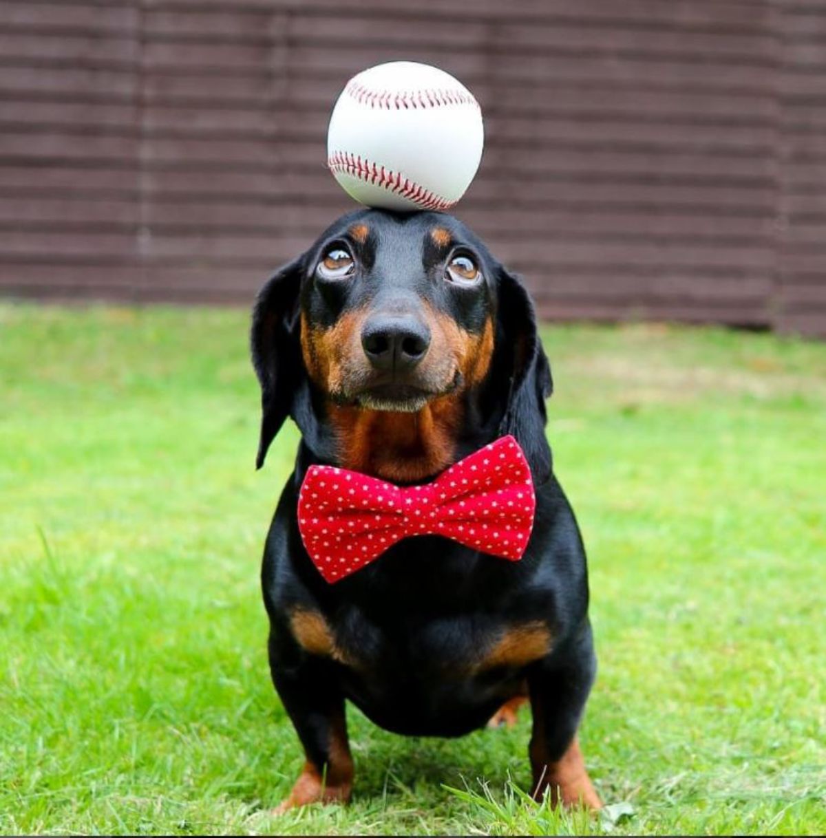 black and brown dachshund standing with a white and red baseball on the head and wearing a red and white bowtie