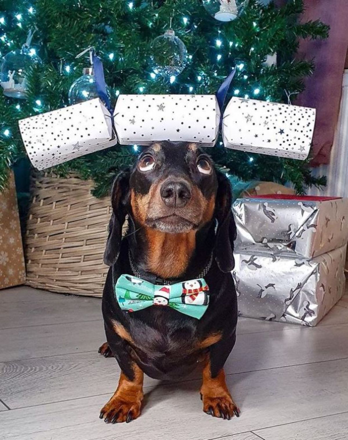 black and brown dachshund standing with a white and silver set of christmas decorations in front of a christmas tree