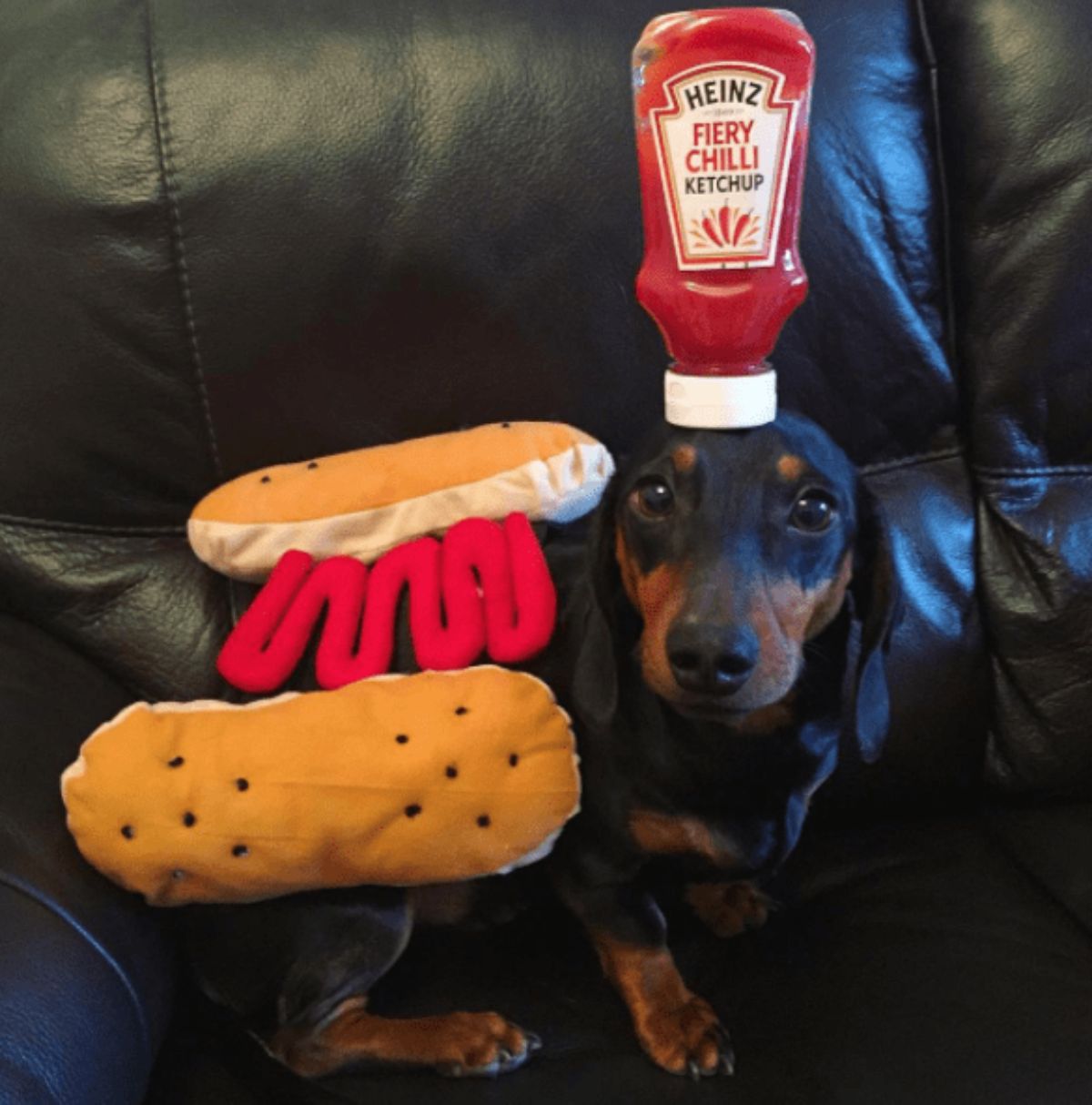 black and brown dachshund standing with a with a ketchup bottle on the head and wearing a hotdog costume