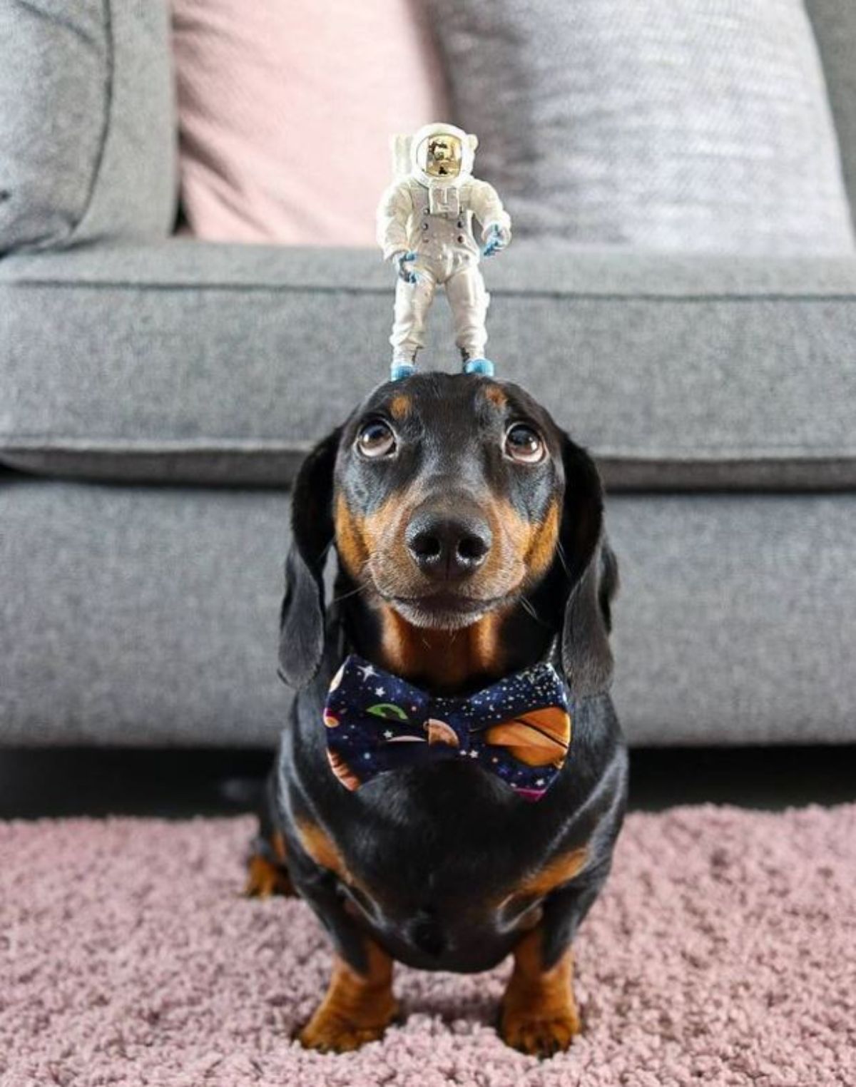 black and brown dachshund standing with an astronaut figure on the head