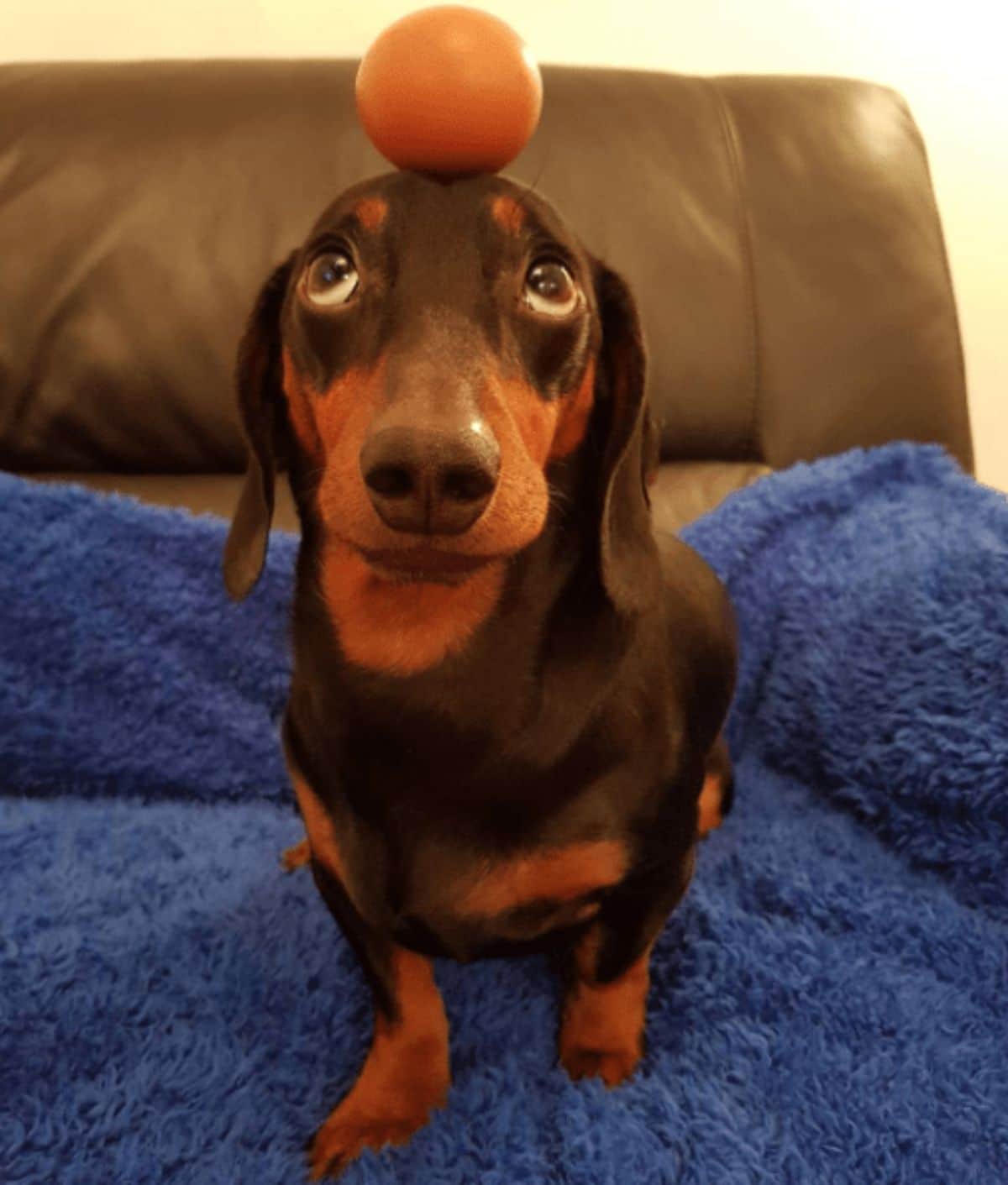 black and brown dachshund standing with an orange on the head