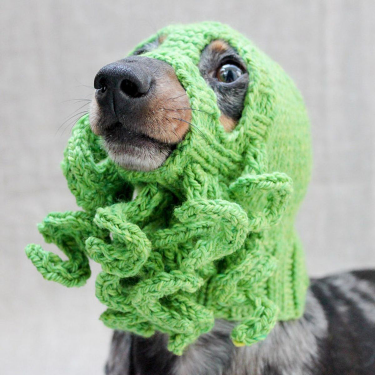 black and brown dachshund wearing a green crocheted squid hat