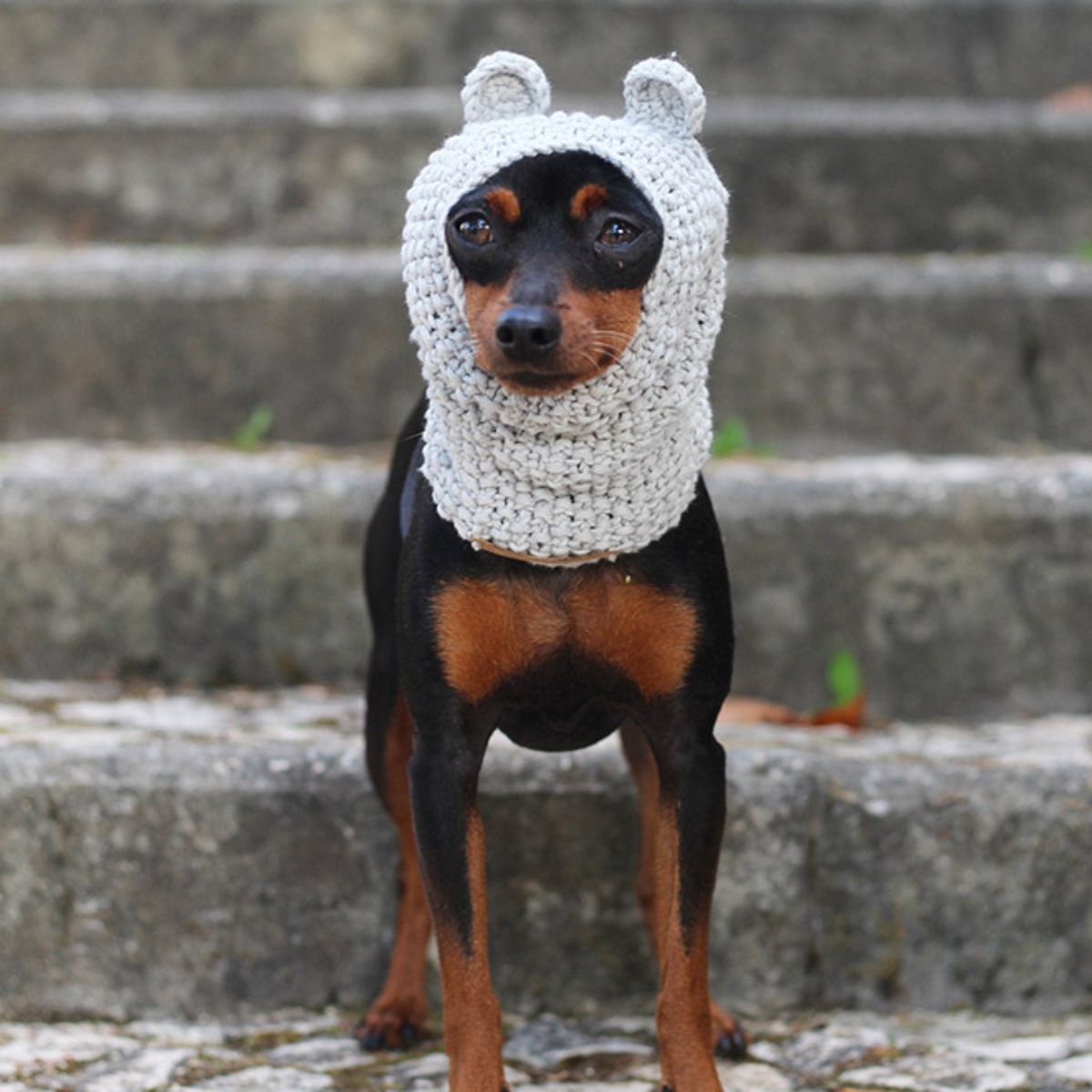 black and brown dachshund wearing white crocheted hat with little bear ears