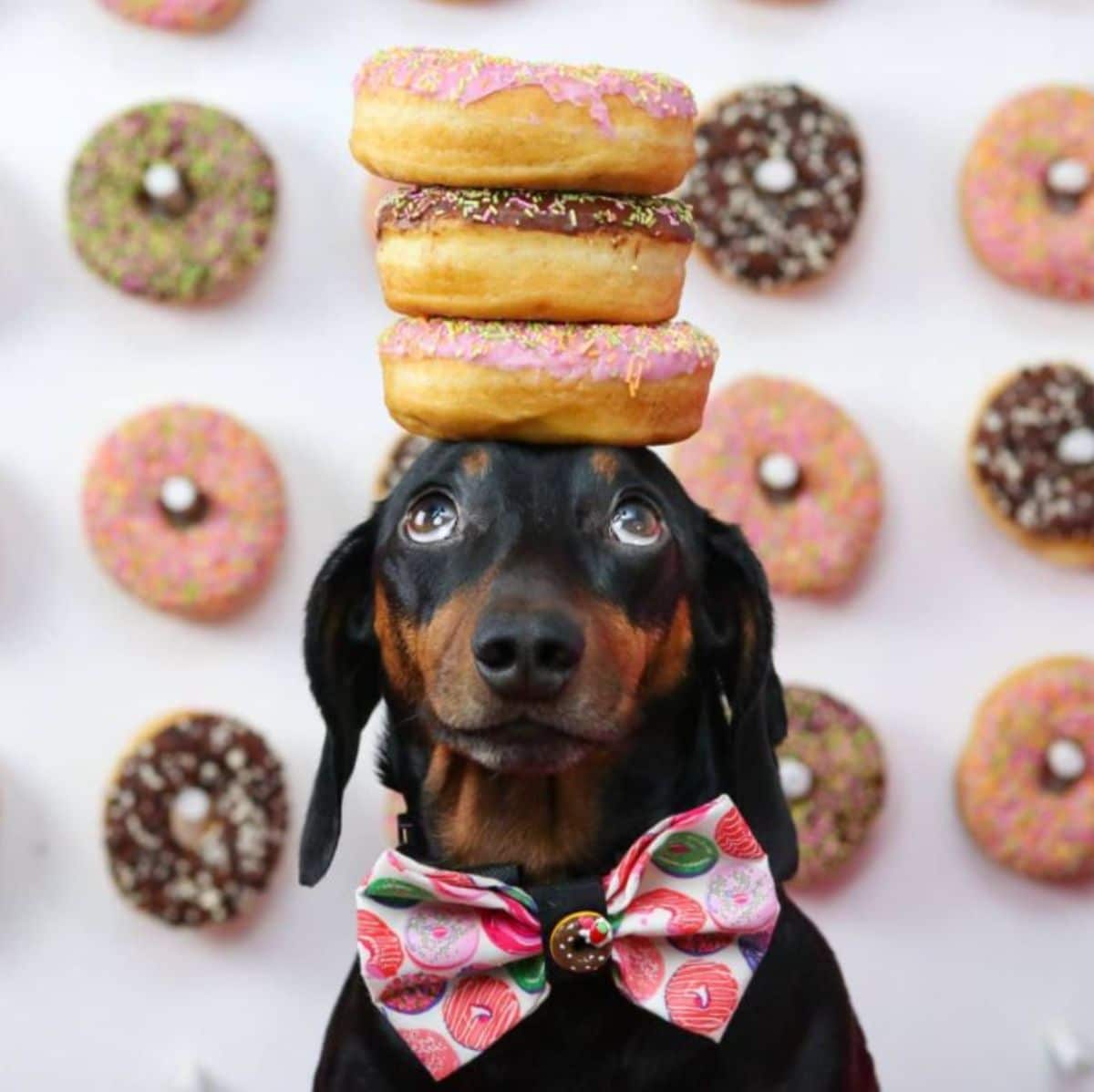 black and brown dachshund with 3 donuts on the head and wearing a donut themed bowtie