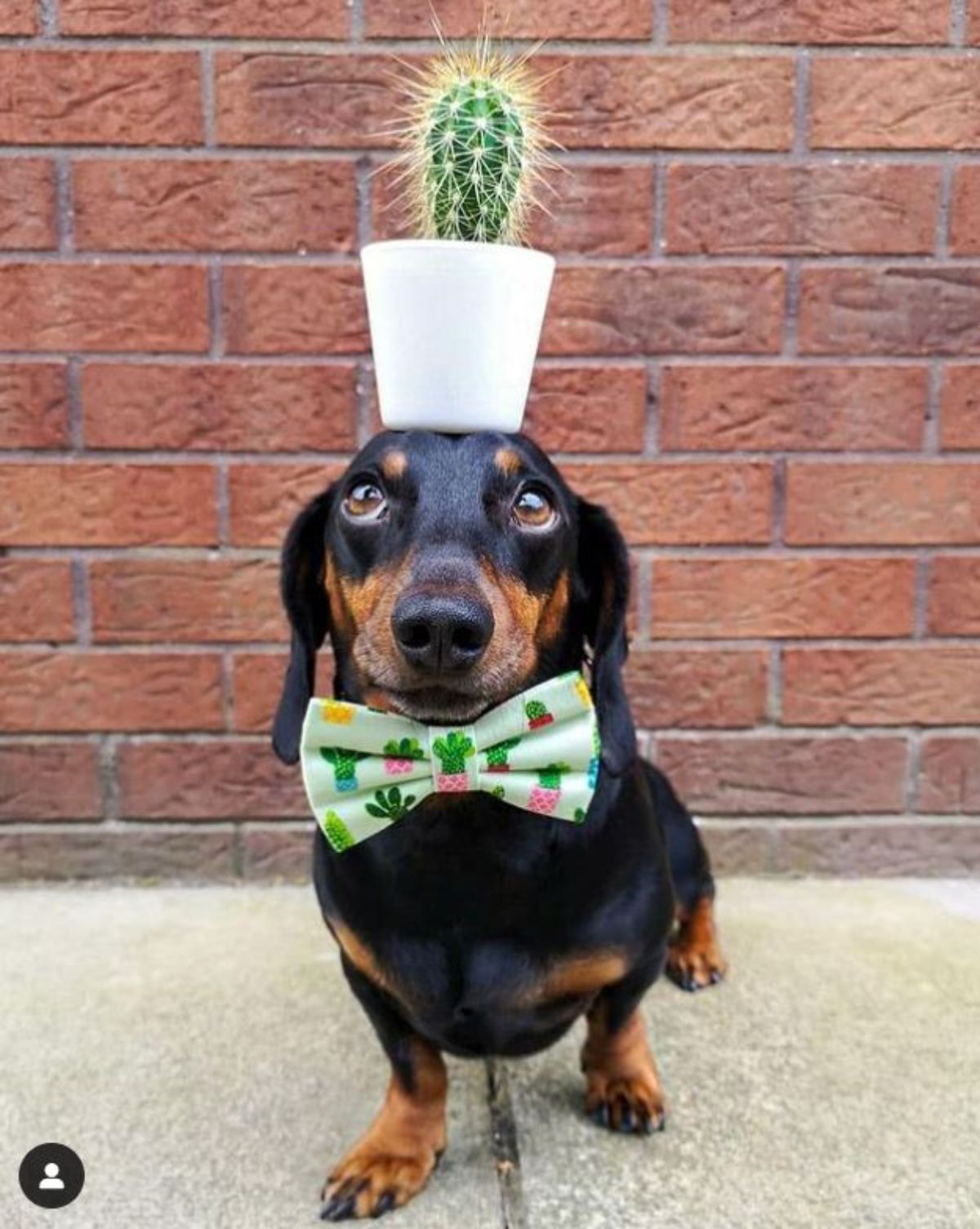 black and brown dachshund with a cactus plant on the head and the dog is wearing a cactus themed bowtie