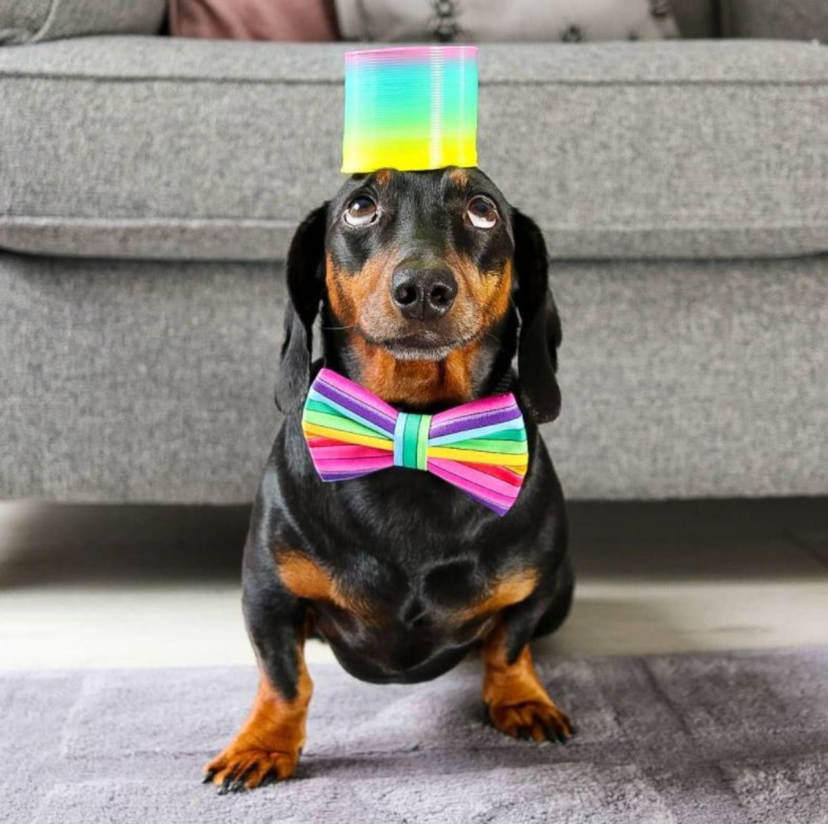 black and brown dachshund with a colourful slinky on the head and a multi coloured bowtie