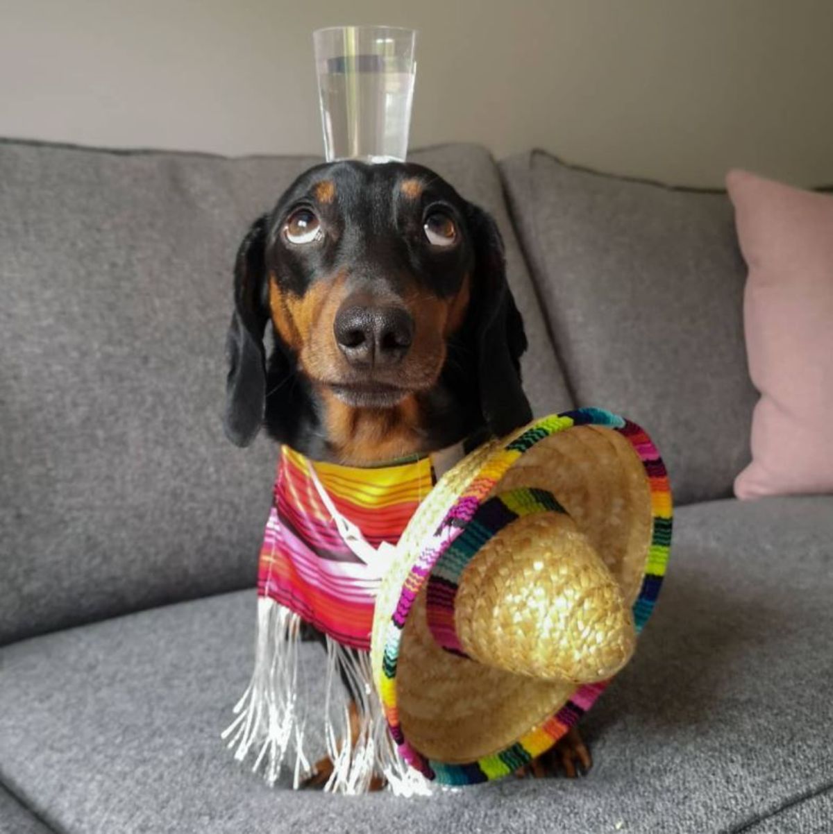 black and brown dachshund with a glass of tewuila on the head and wearing a colourful outfit with a sombrero next to him