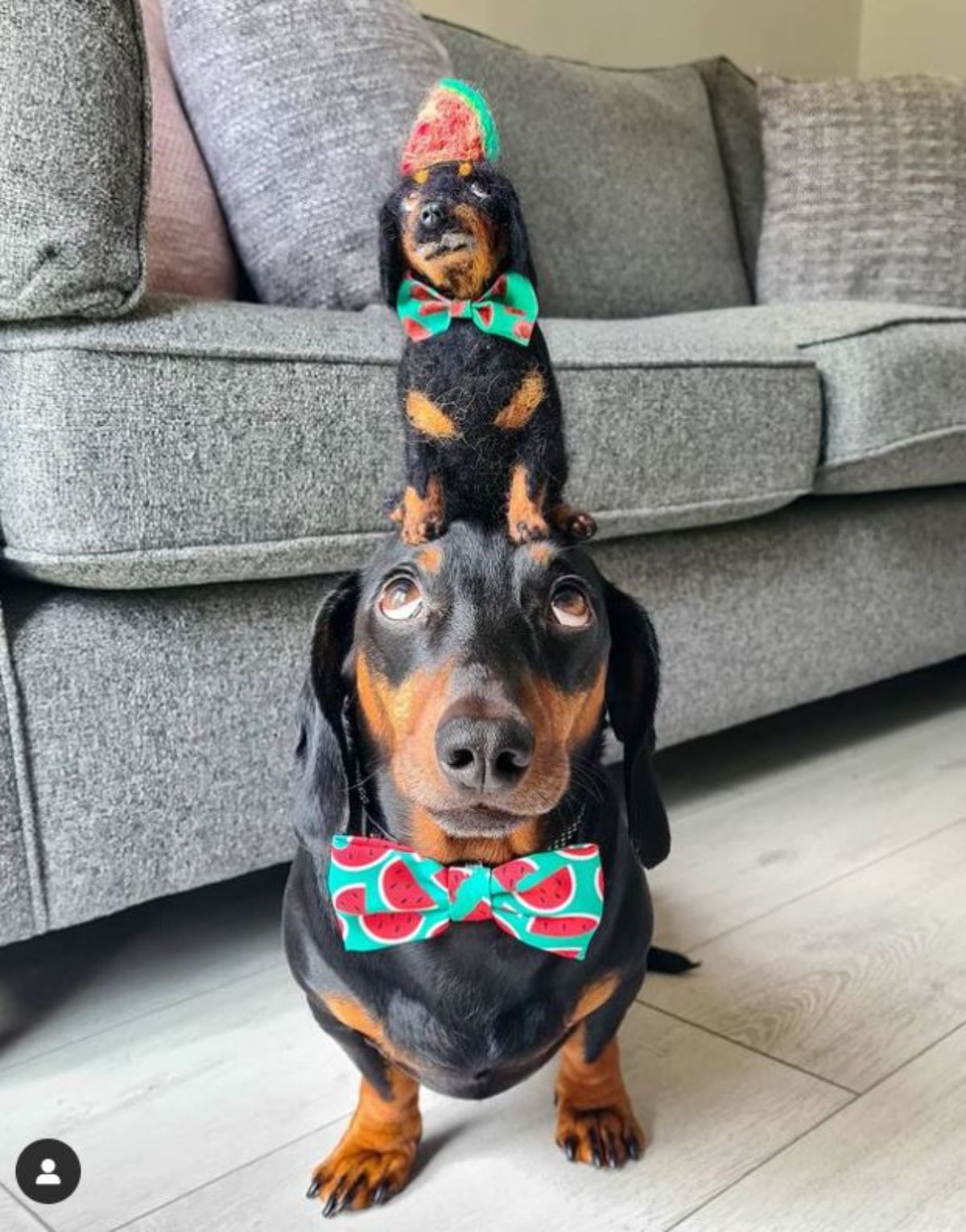 black and brown dachshund with a green and red melon bowtie standing with a miniature version of the dog standing on its head