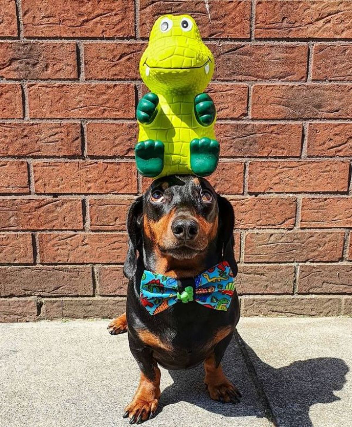 black and brown dachshund with a green toy alligator on the head and the dog is earing a colourful animal themed bowtie