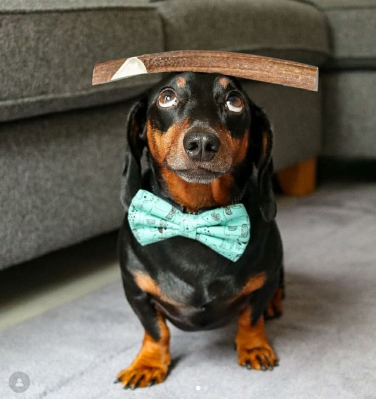 black and brown dachshund with a large brown dog treat on the head and wearing a green and black bowtie