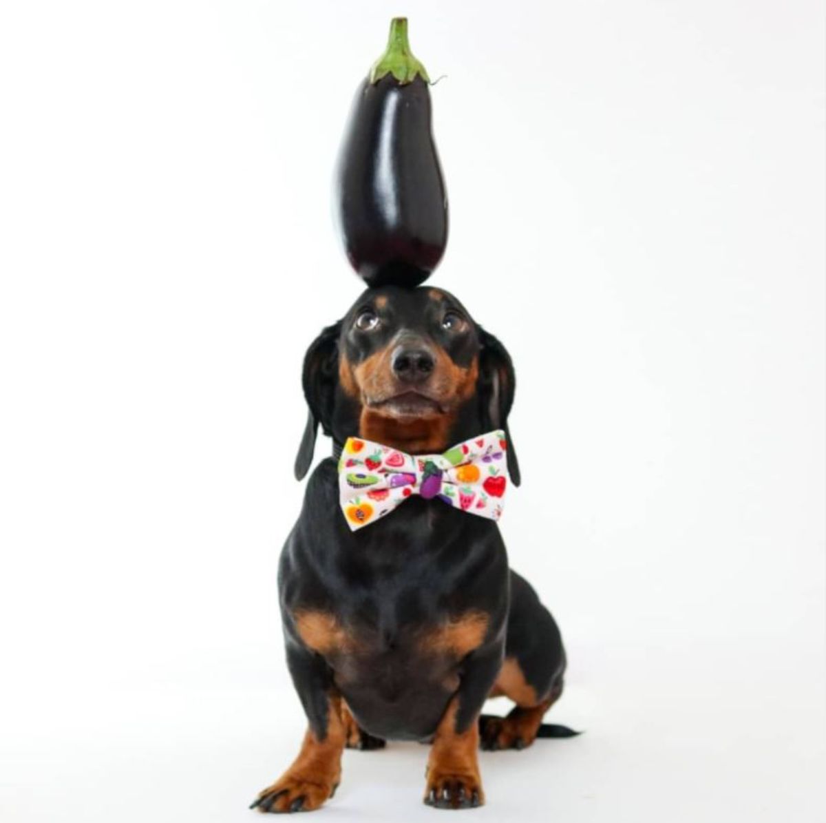 black and brown dachshund with a large purple eggplant on the head with the dog wearing a vegetable themed bowtie