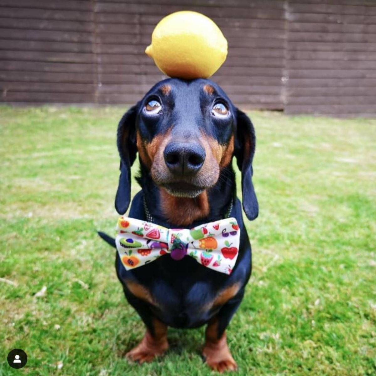 black and brown dachshund with a lemon on the head wearing a vegetable themed bowtie