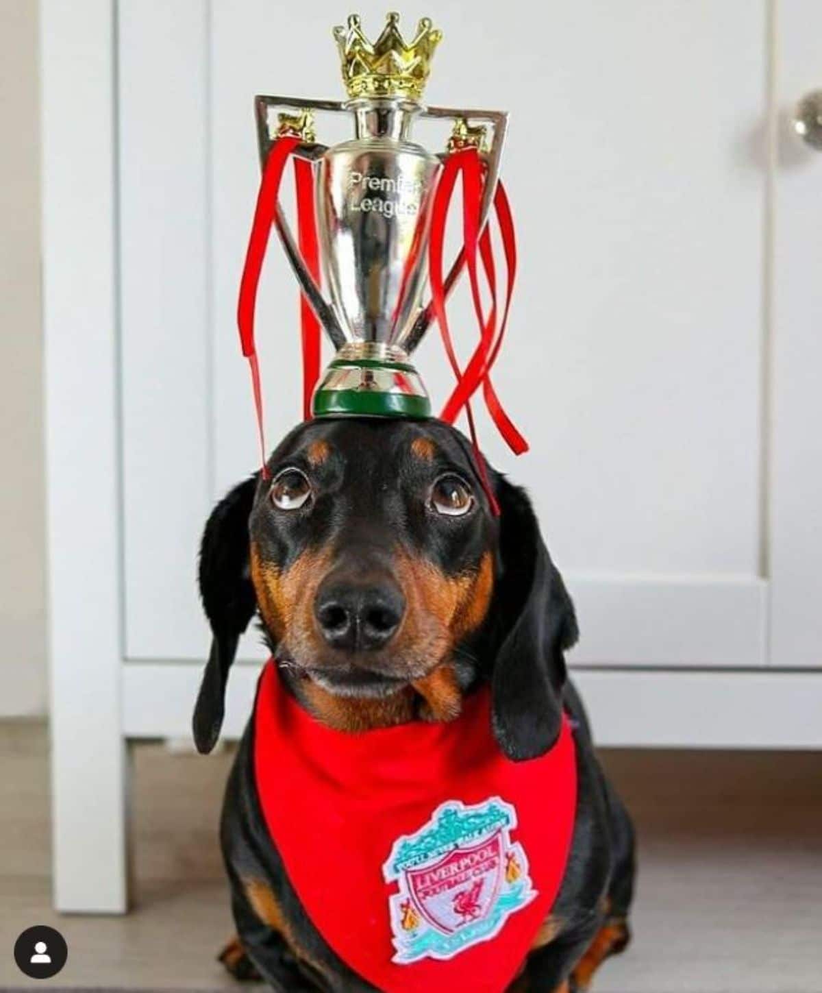 black and brown dachshund with a premier league trophy on the head and wearing a red liverpool bandana