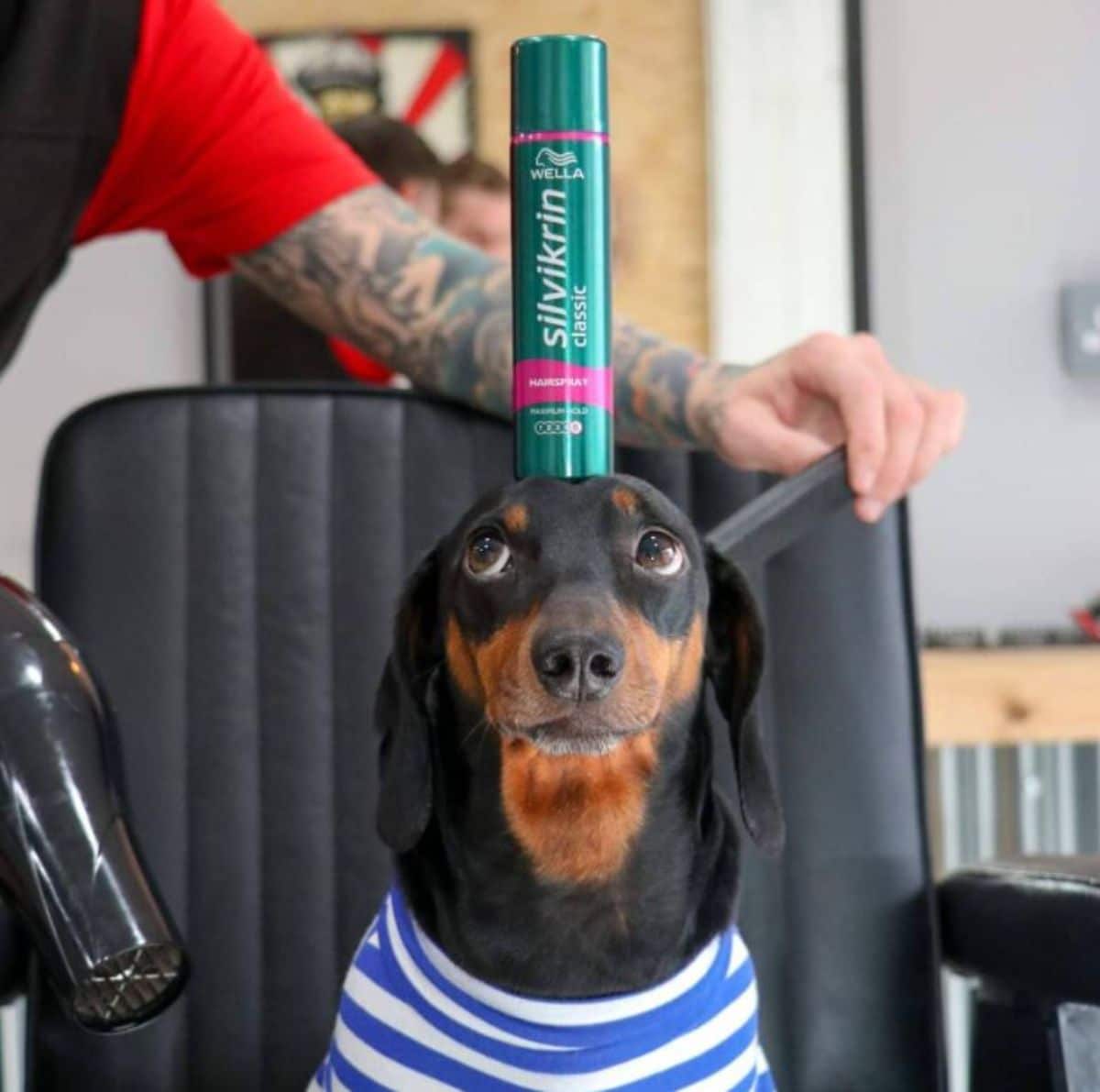black and brown dachshund with a salon chair with a green hair product bottle on the head