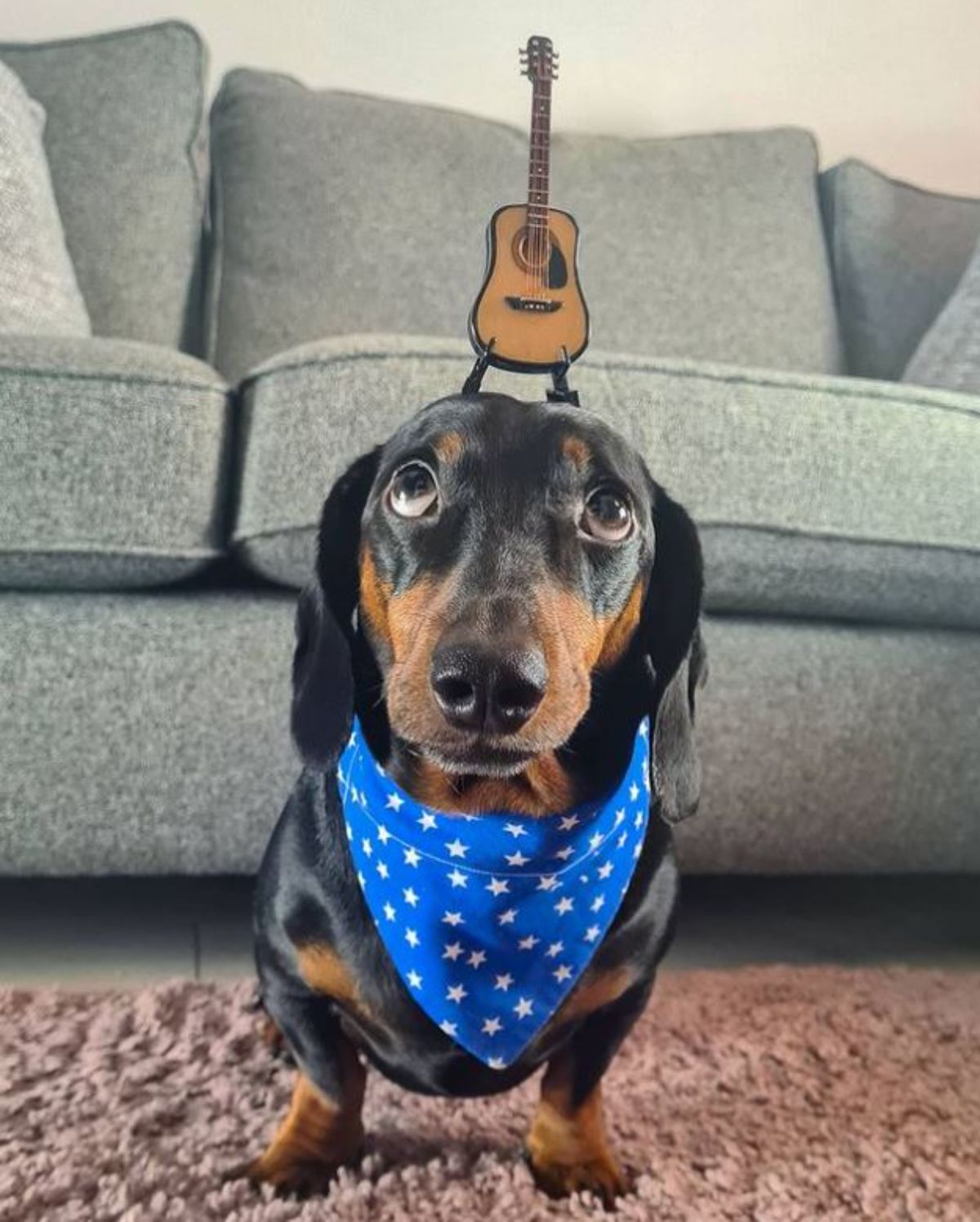 black and brown dachshund with a small brown and black guitar on the head and wearing a blue bandana with white stars