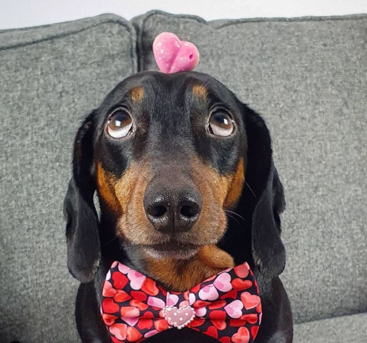 black and brown dachshund with a small pink heart object on the head and the dog is wearing a black and red heart patterned bowtie