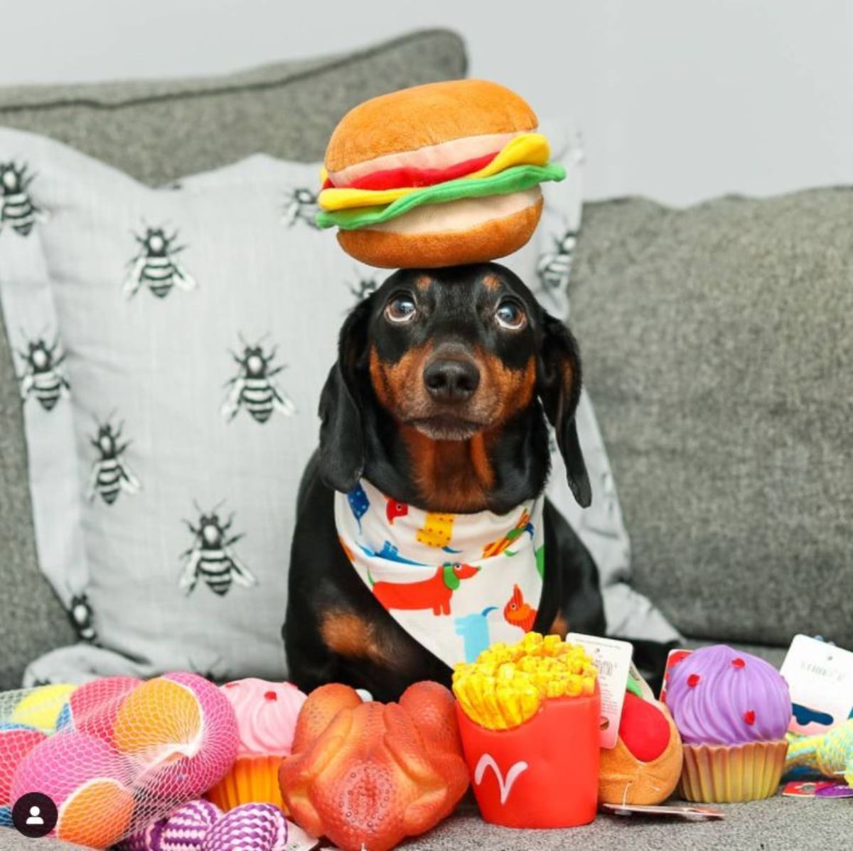 black and brown dachshund with a stuffed hamburger toy on the head and surrounded by stuffed food toys