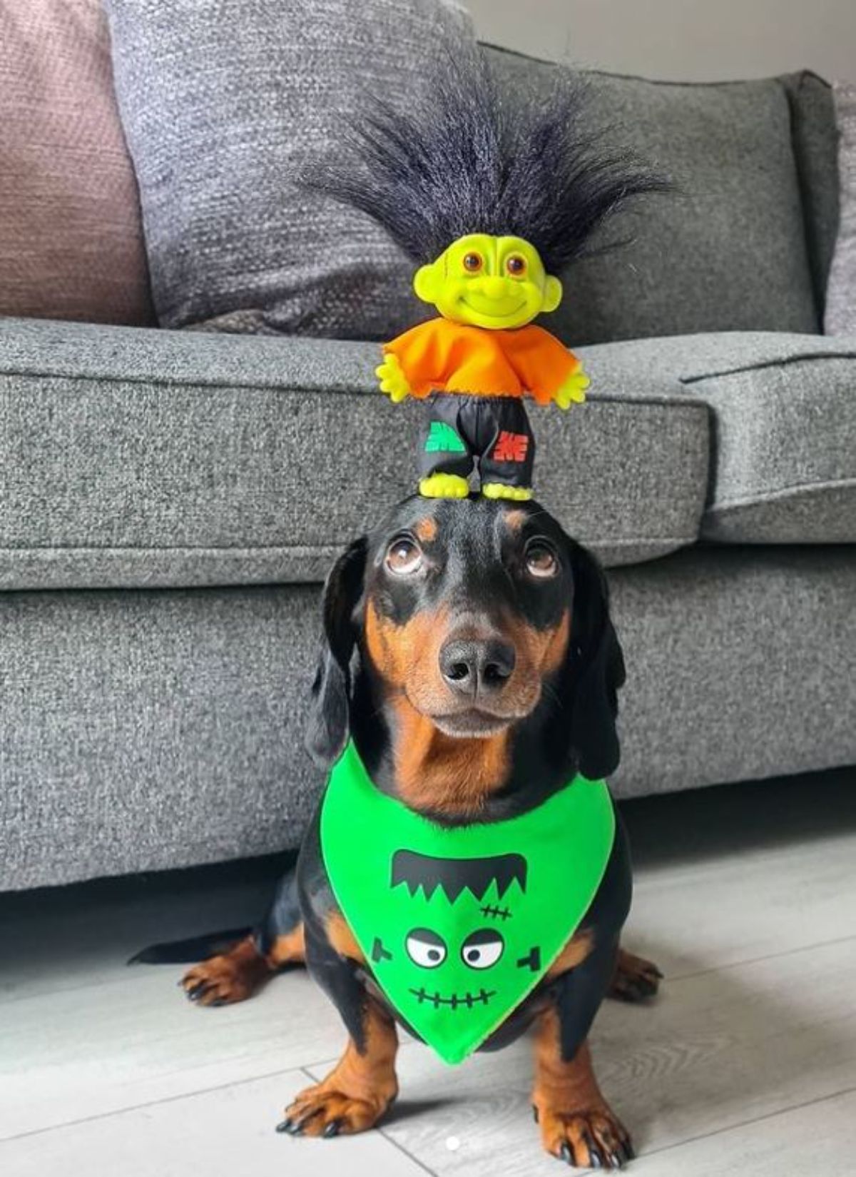 black and brown dachshund with a troll doll on the head and wearing a green frankenstein bandana