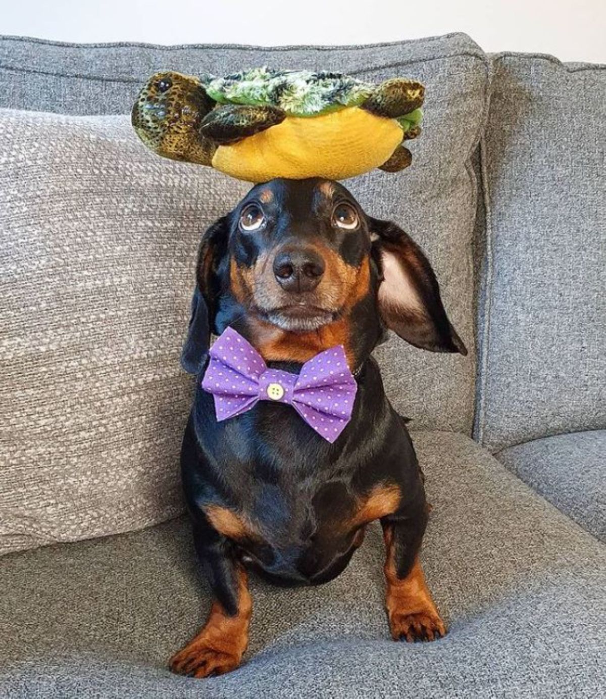 black and brown dachshund with a turtle stuffed toy on the head and the dog is wearing a purple bowtie with white dots