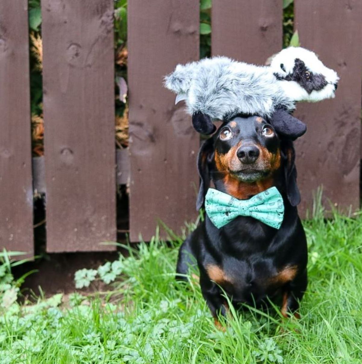 black and brown dachshund with a white and black badger stuffed toy on the head and the dog is wearing a green and black bowtie