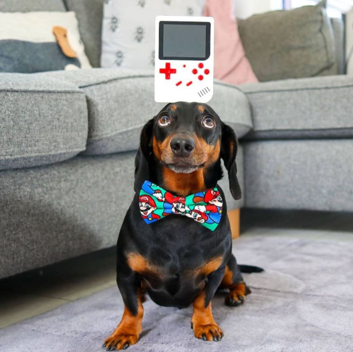 black and brown dachshund with a white gameboy and wearing a blue green and red mario themed bowtie