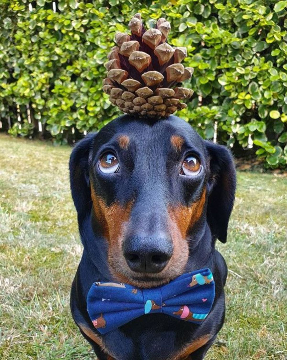 black and brown dachshund with an acorn on the head and wearing a dog themed blue bowtie