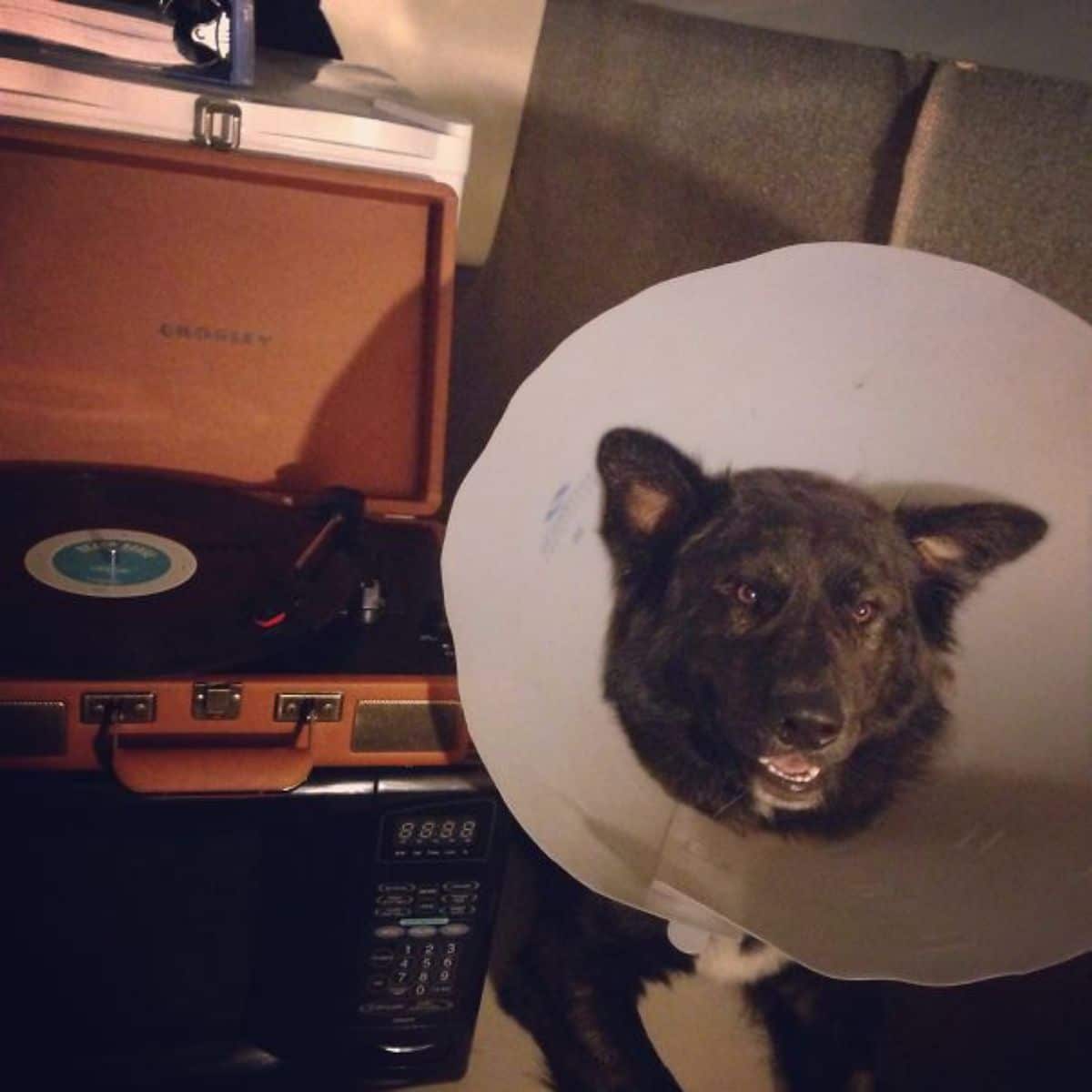black and brown dog in a large white cone of shame next to a gramaphone