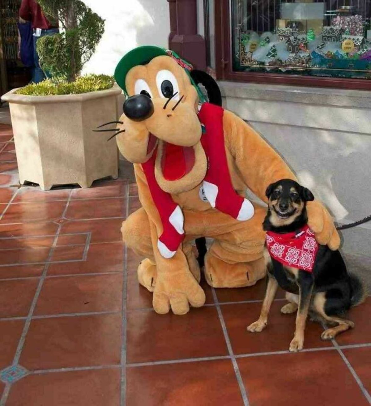 black and brown dog in red and white bandana sitting next to a person in a Goofy character suit