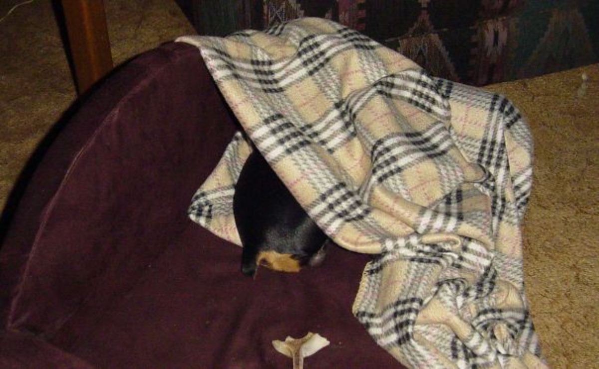 black and brown dog laying on a brown bed under a brown white and black plaid blanket